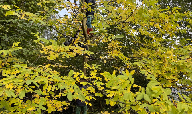 Hier kann man ungestört auf Bäume klettern – Foto: Doreen Biedermann