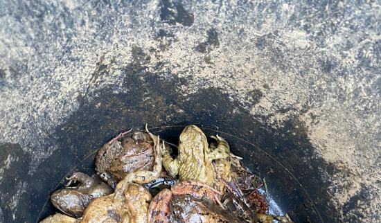 43 Kröten an einem Tag Foto: Doreen Biedermann