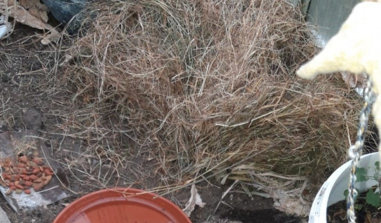 Unser neuer Mitbewohner Foto: Bernd Hunziger