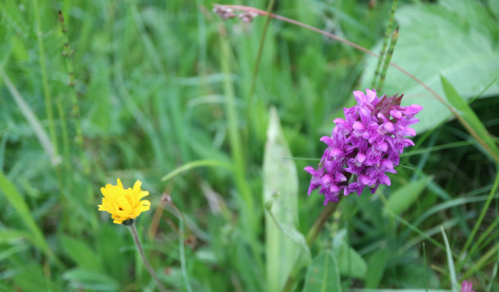 breitblättriges Knabenkraut Foto: Theres Schimansky