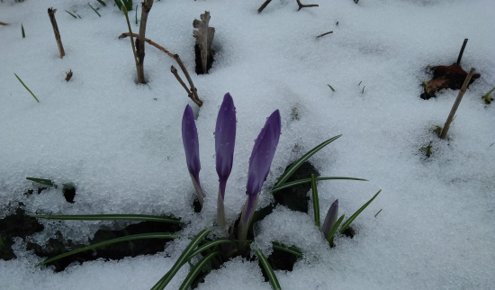 Farbtupfer auf der Schneedecke Foto: Theres Schimansky