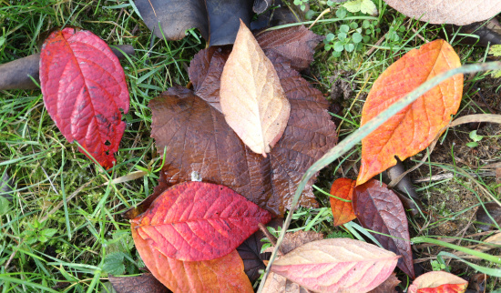 so bunt ist unsere Wiese Foto: Theres Schimansky