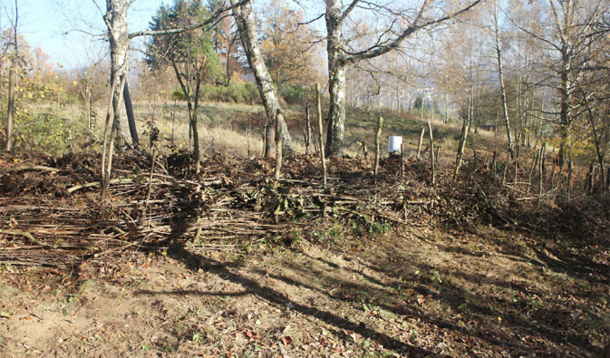 Der Anfang für die Benjeshecke ist gemacht (November 2018). – Foto: Theres Schimansky