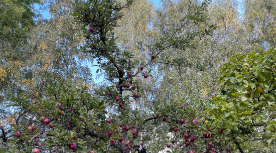 Arbeiten am Boden und in luftiger Höhe Foto: Doreen Biedermann
