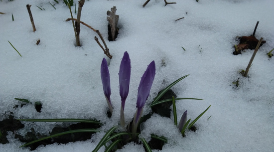 Farbtupfer auf der Schneedecke Foto: Theres Schimansky