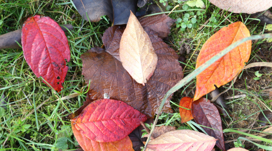 so bunt ist unsere Wiese Foto: Theres Schimansky